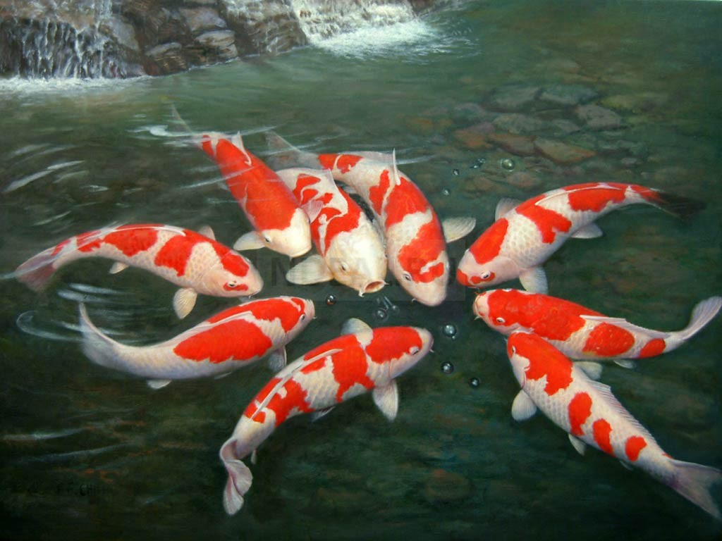 Рыба японии