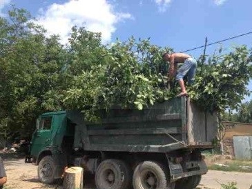 вывоз-веток вывоз веток
